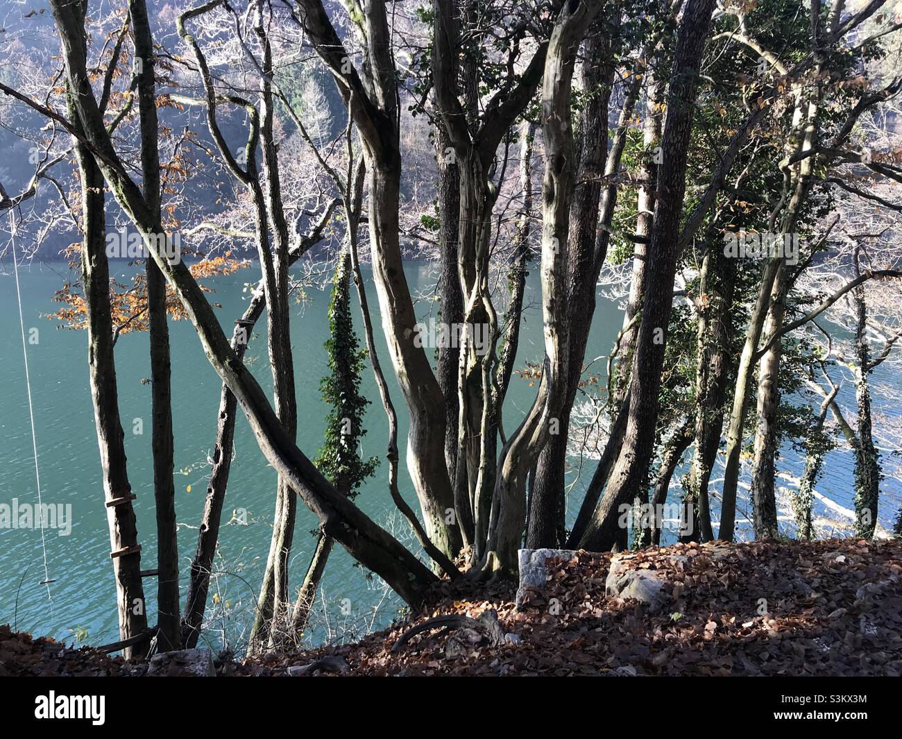 Bäume rund um den Levicosee im Trentino, Norditalien, an einem kalten Herbsttag - Smartphone-aufgenommenes Stockfoto