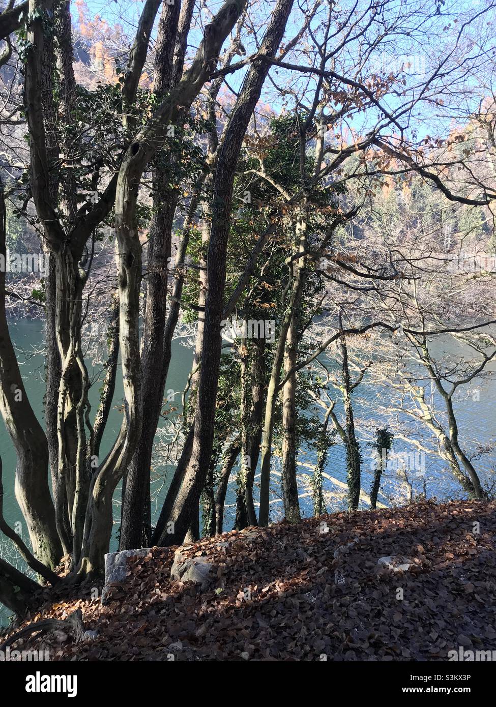 Bäume rund um den Levicosee im Trentino, Norditalien, an einem kalten Herbsttag - Smartphone-aufgenommenes Stockfoto