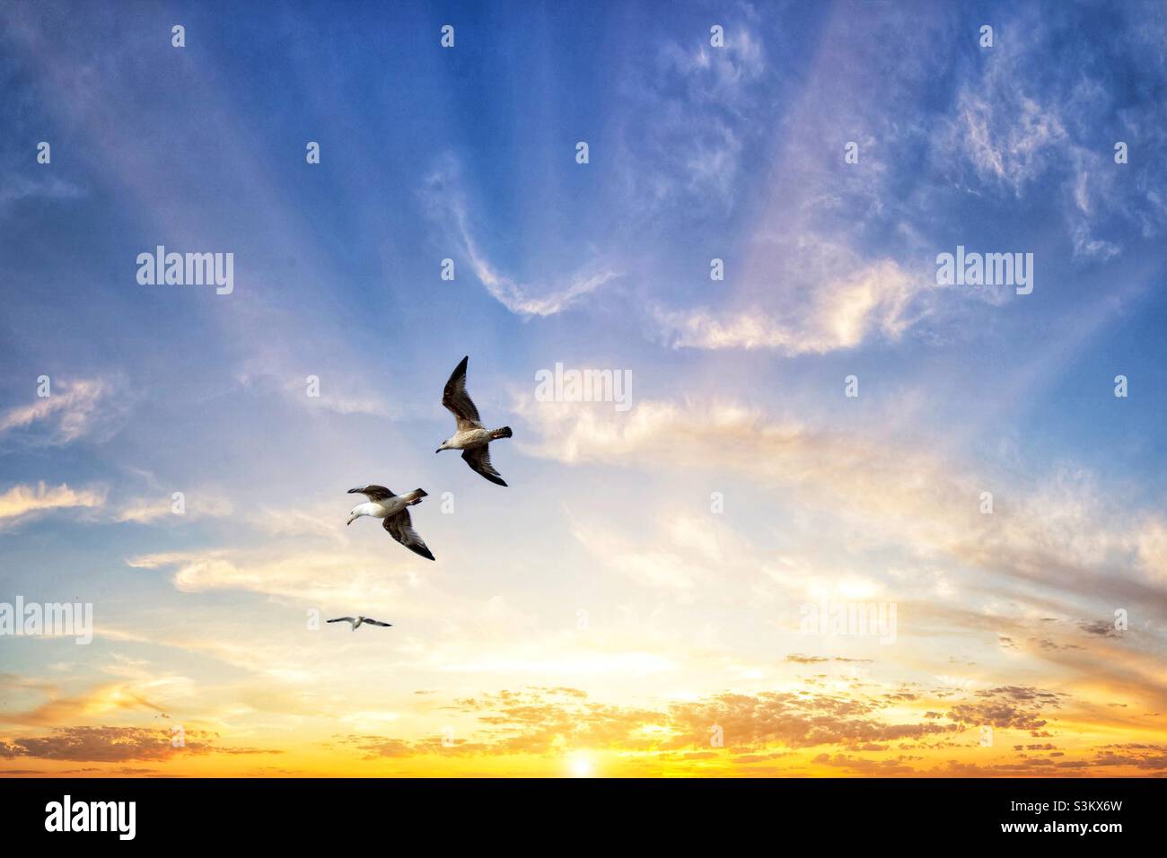 Möwen fliegen über die Küste am Crosby Beach, Liverpool - Smartphone-aufgenommenes Stockfoto