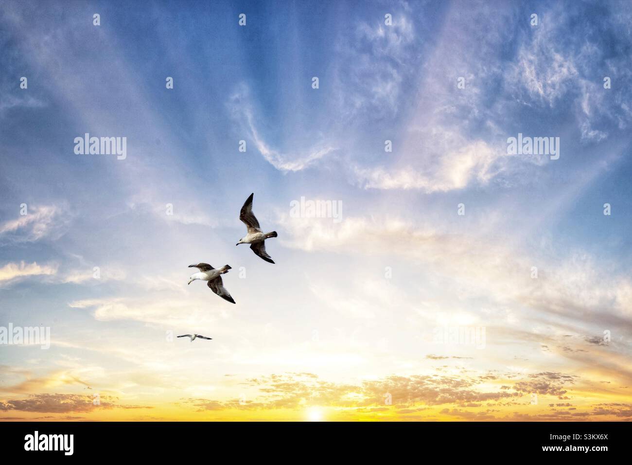 Möwen fliegen über die Küste am Crosby Beach, Liverpool - Smartphone-aufgenommenes Stockfoto