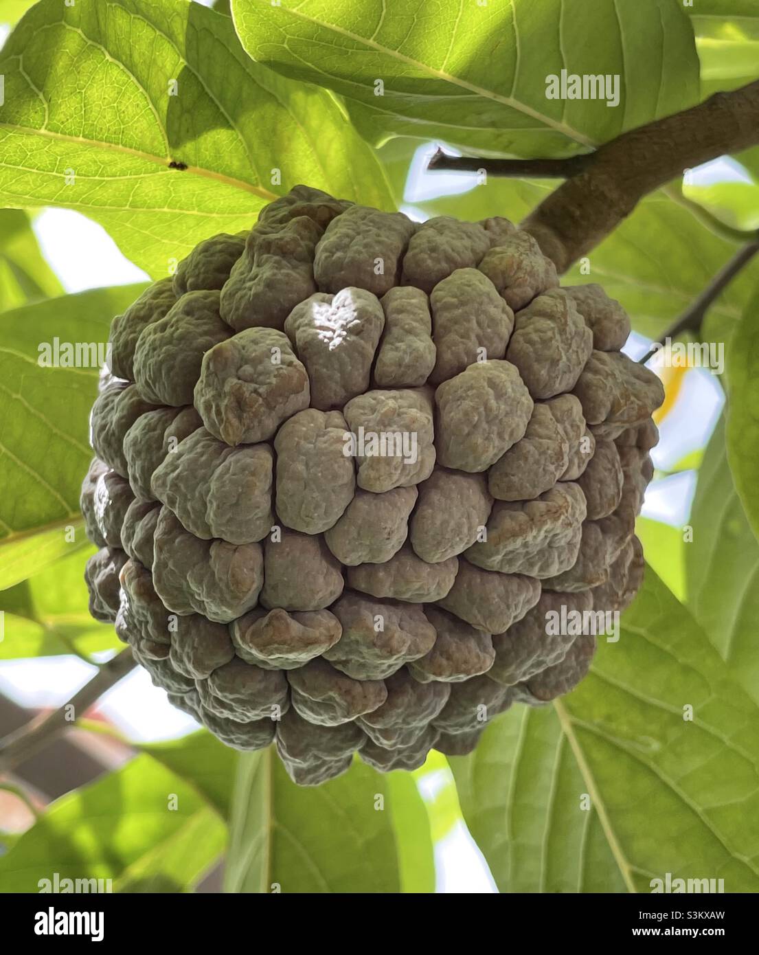 Die Früchte von Custard Apfel oder Annona sp enthalten viele Nährstoffe wie Vitamine und Mineralien etc. Stockfoto