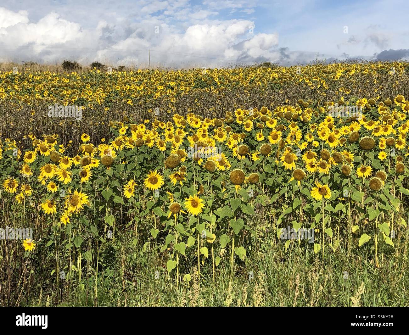 Feld von Sonnenblumen - Smartphone-aufgenommenes Stockfoto