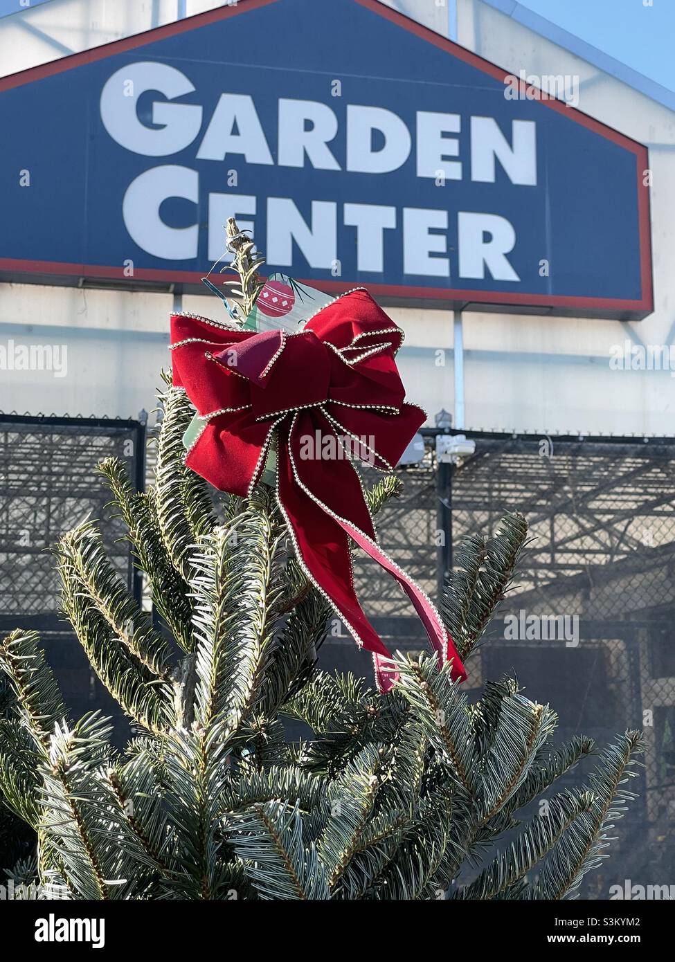 Ein roter Bogen sitzt auf einem echten Weihnachtsbaum, der im Garden Center in einem lokalen Lowe-Heimatzentrum in Utah, USA, zum Verkauf steht. - Smartphone-aufgenommenes Stockfoto