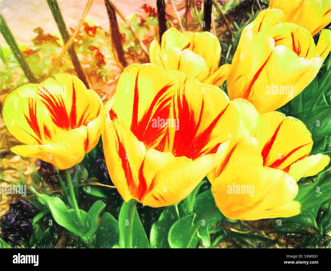 Papageientulpen in voller Blüte in einem Garten im Hinterhof. Malerisch strukturierte Effekte. Stockfoto