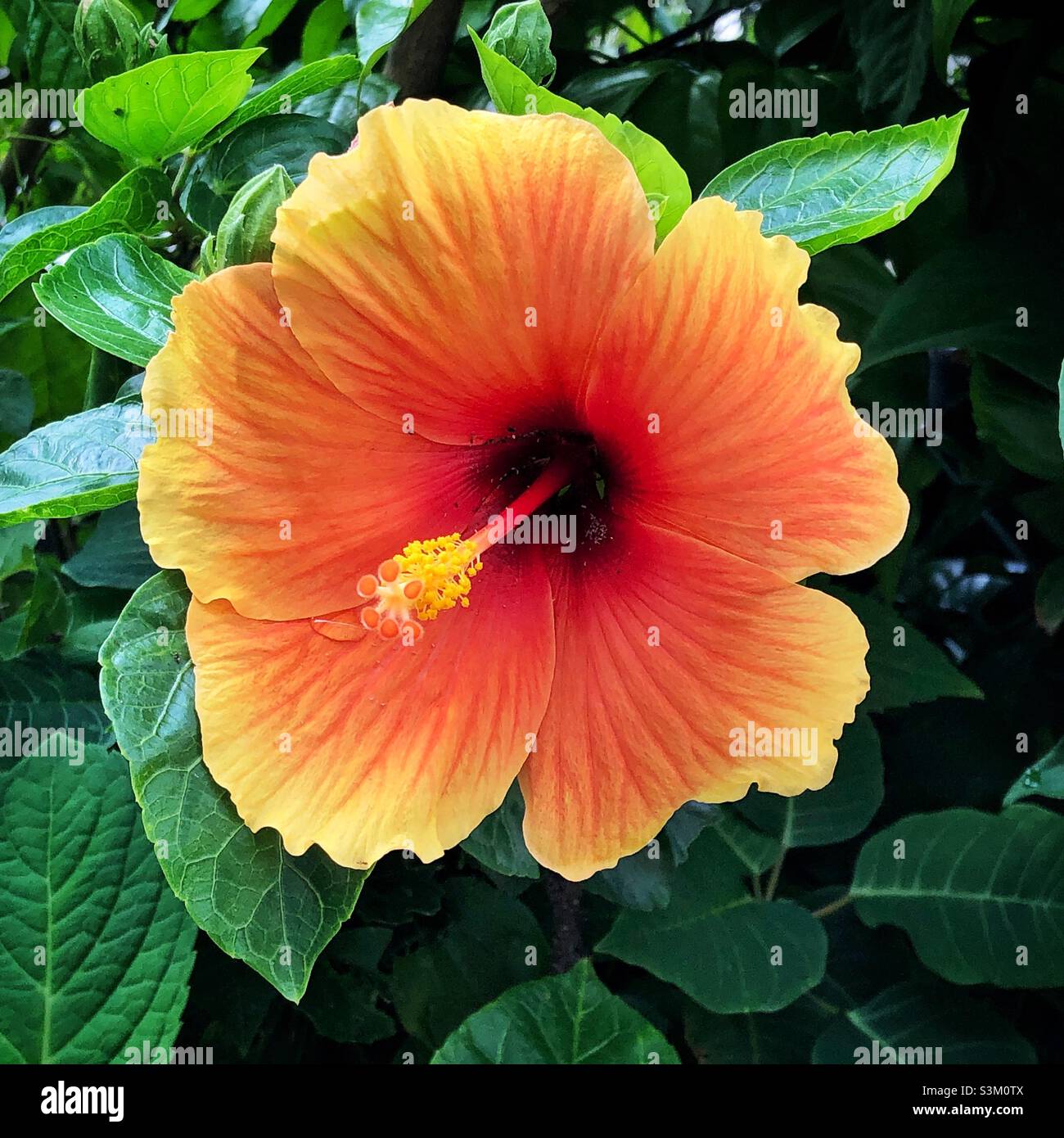 Hibiskusblüte - Smartphone-aufgenommenes Stockfoto