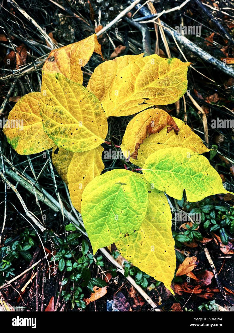 Blätter der Süßstrauch-Pflanze während der Herbstsaison. Stockfoto