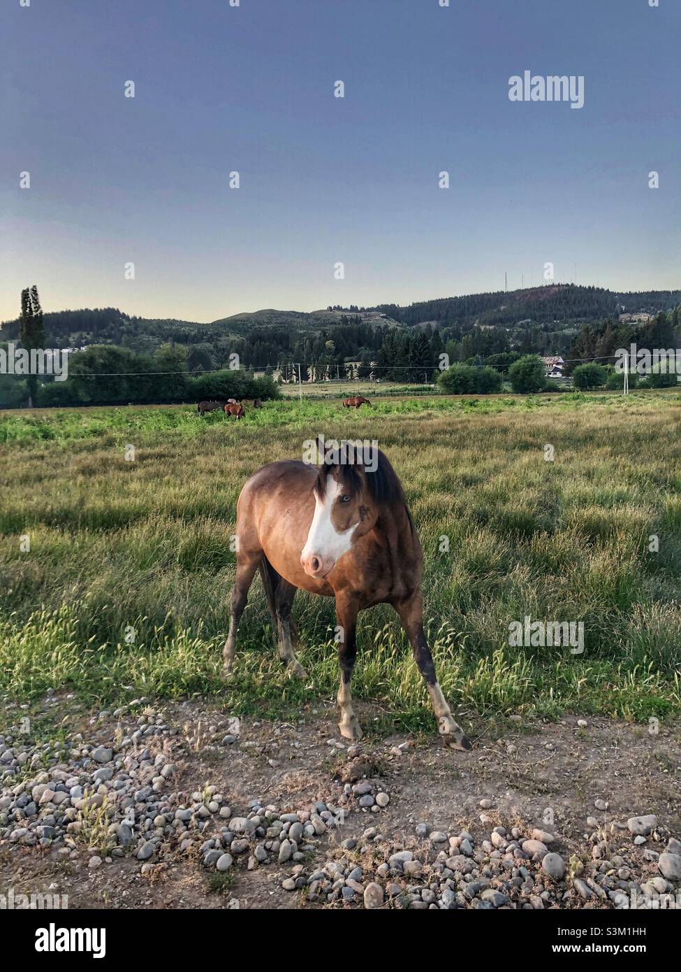 Ein Pferd, das auf einem offenen Feld in Patagonien, Argentinien, posiert. Stockfoto