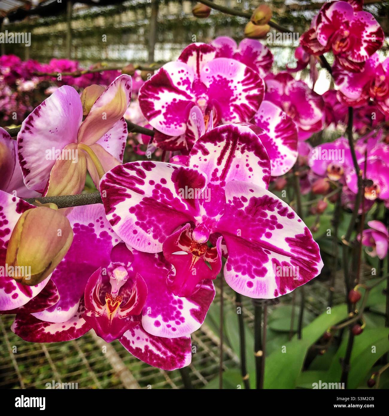 Orchideen, beliebte Dekorationen für das chinesische Neujahr, in einer Baumschule in den New Territories, Hongkong Stockfoto