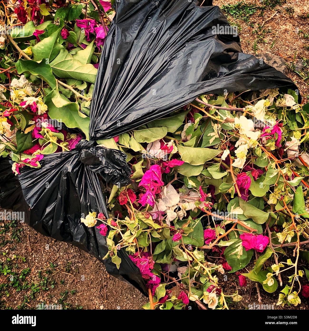 Beschnitzte Stämme von Bougainvillea, Hongkong - Smartphone-aufgenommenes Stockfoto