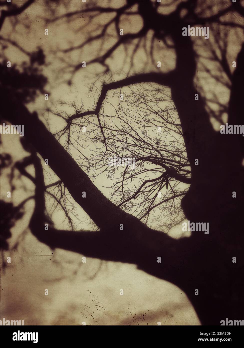 Abstrahiertes Sepia-Bild eines Baumes Stockfoto