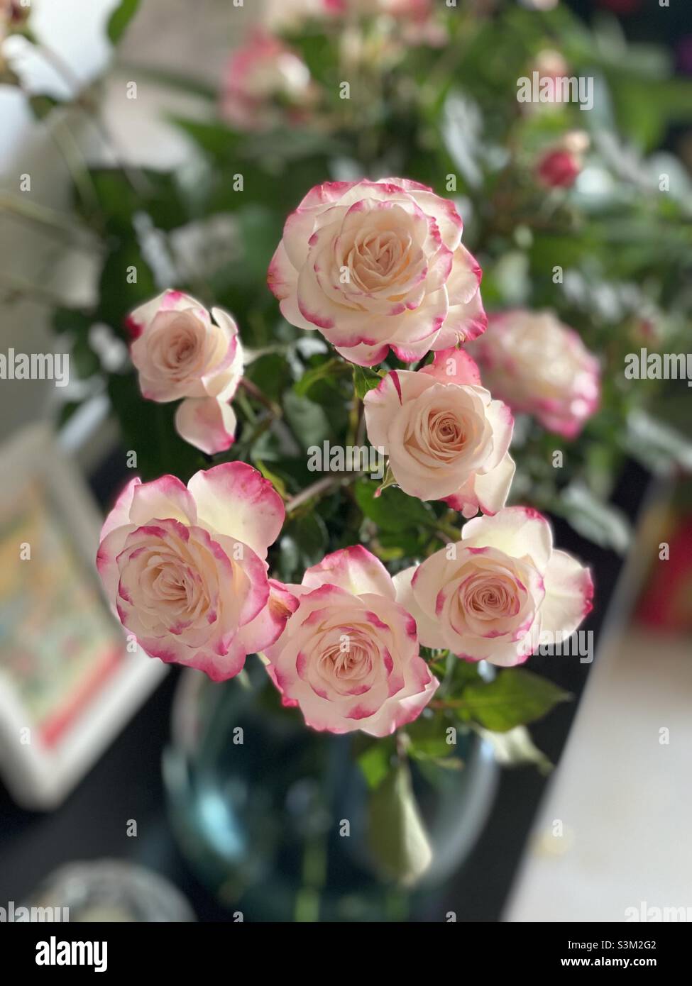 Rosa und weiße Rosen Stockfoto