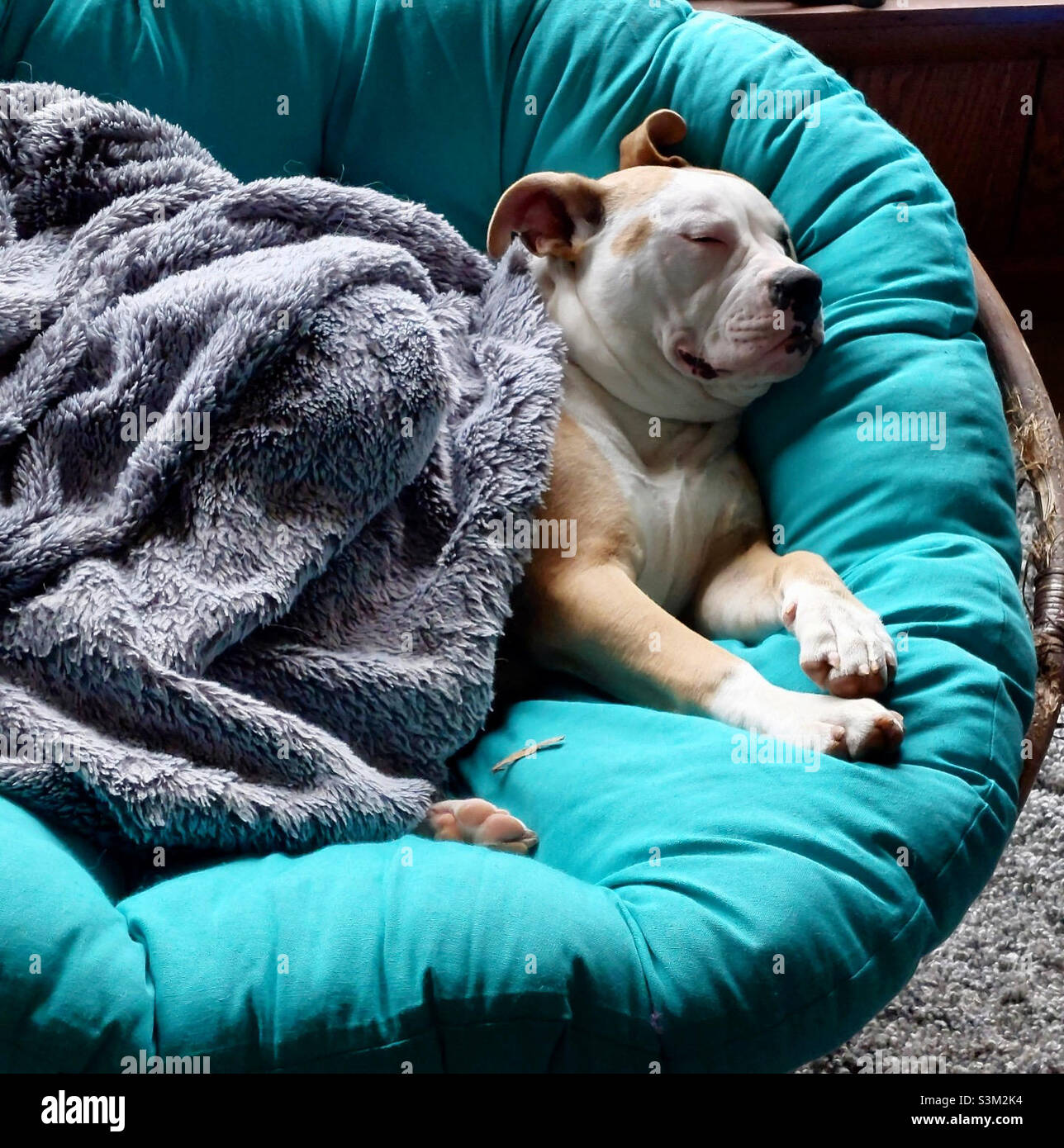 American Bulldog Welpe schlafen in einem großen Stuhl - Smartphone-aufgenommenes Stockfoto