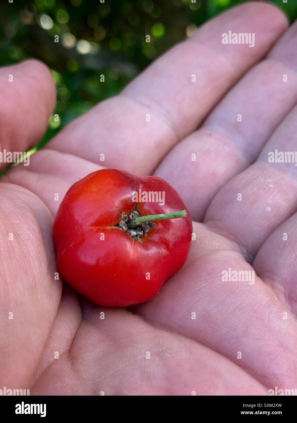 Nahaufnahme von reifen tropischen Früchten der Acerola Cherry (Maldighia emarginata) in meiner Hand. Stockfoto