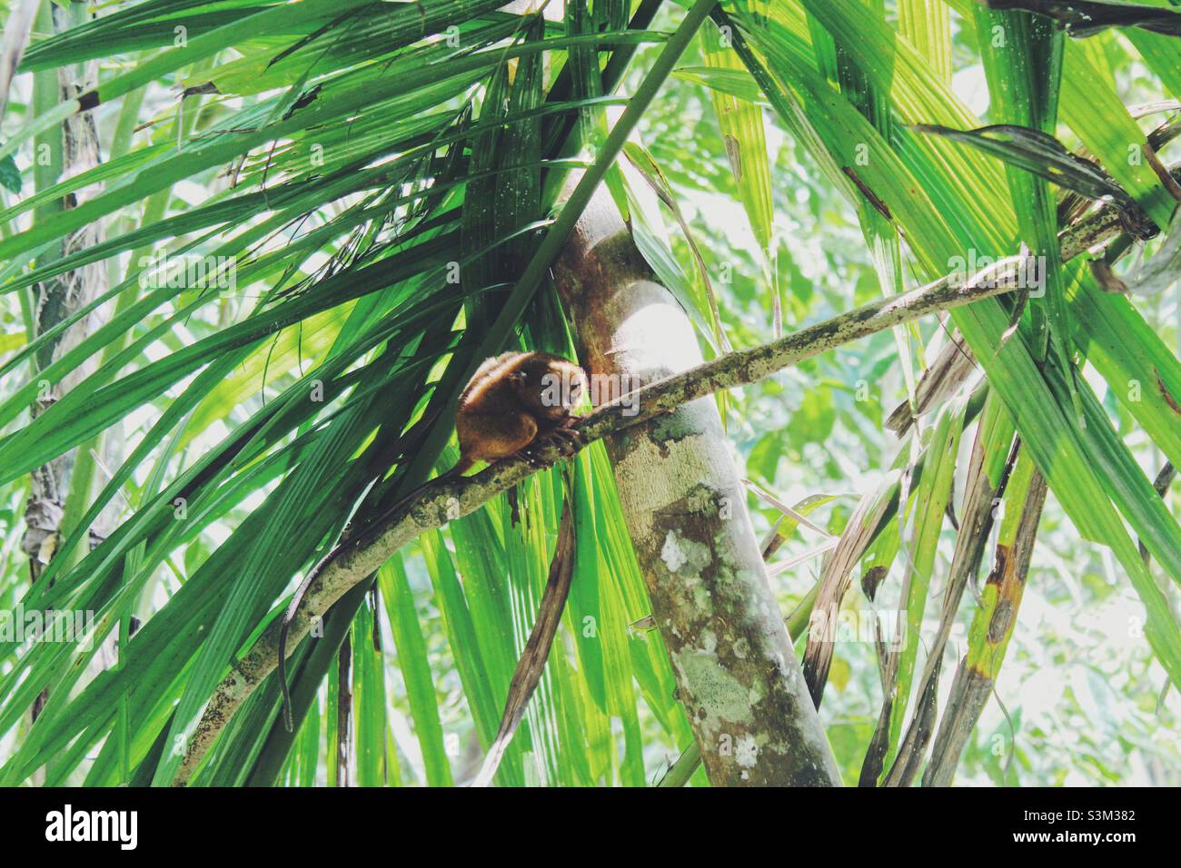 Tarsier: Eine Gattung (Tarsius der Familie Tarsiidae) eines kleinen, hauptsächlich nachtaktiven und arborealen Fleischfressers des Malaiischen Archipels, die große runde Augen, lange Beine und einen langen haarlosen Schwanz haben Stockfoto