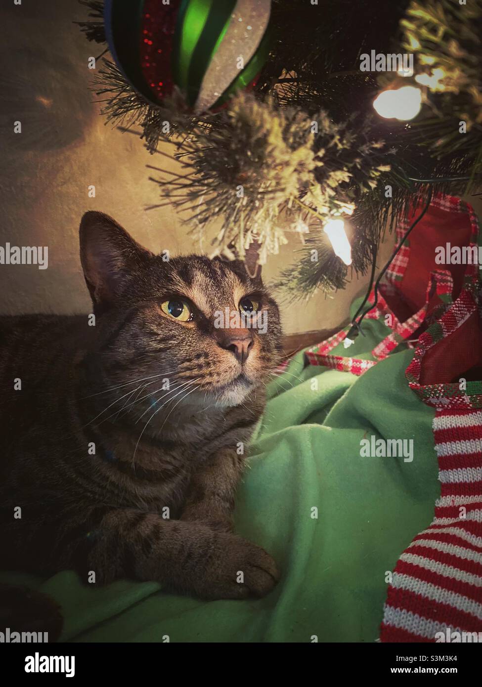Das Gesicht einer Katze wird von den Lichtern eines Weihnachtsbaums erleuchtet. Die Katze hat einen Ausdruck von Ehrfurcht. - Smartphone-aufgenommenes Stockfoto