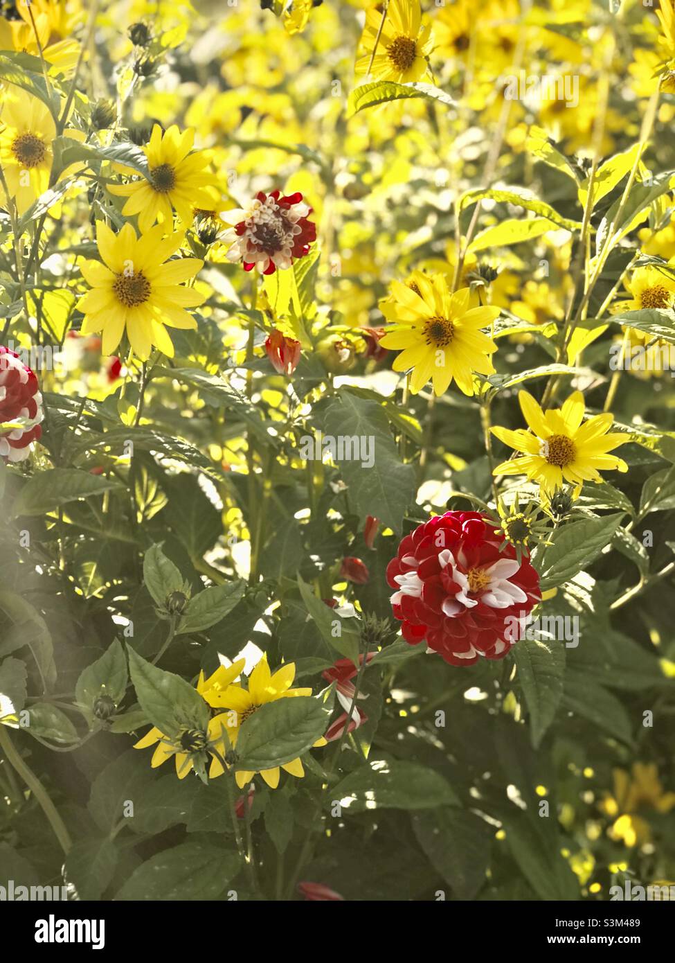 Gelbe Jerusalem Artischocke Blumen und rot-weiße Pom Pom Dahlien im Lamb House in Rye in Sussex Stockfoto