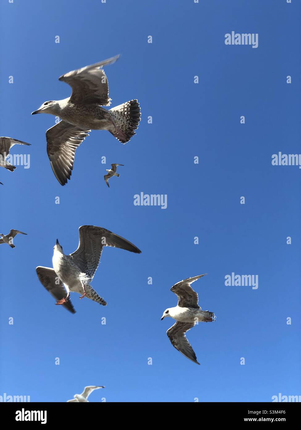 Seevögel, die am blauen Himmel flackern Stockfoto