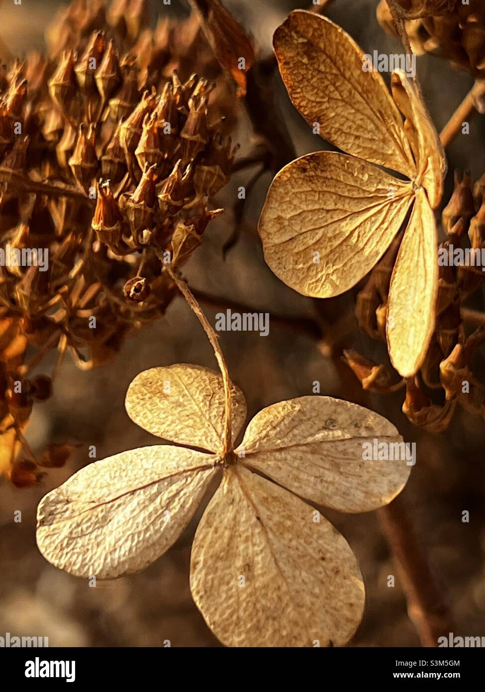 Wechsel der Jahreszeiten. Golden Hydrangeas sieht aus wie ein glücklicher Kleeblatt mit vier Blättern Stockfoto