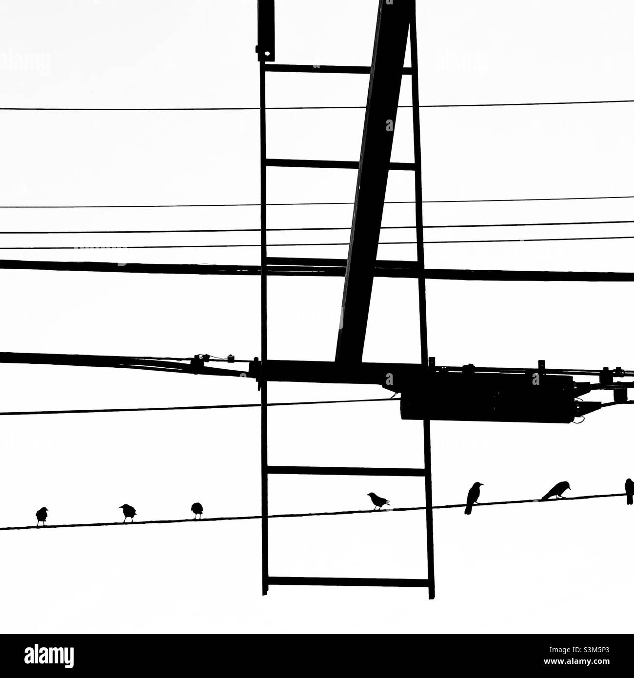 Vögel auf einem Draht Stockfoto