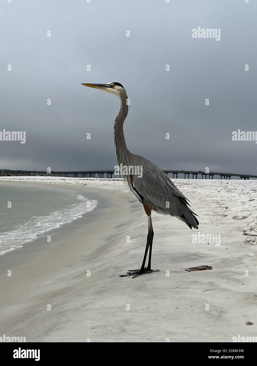 Großer blauer Reiher, der am Florida Panhandle Beach steht - Smartphone-aufgenommenes Stockfoto