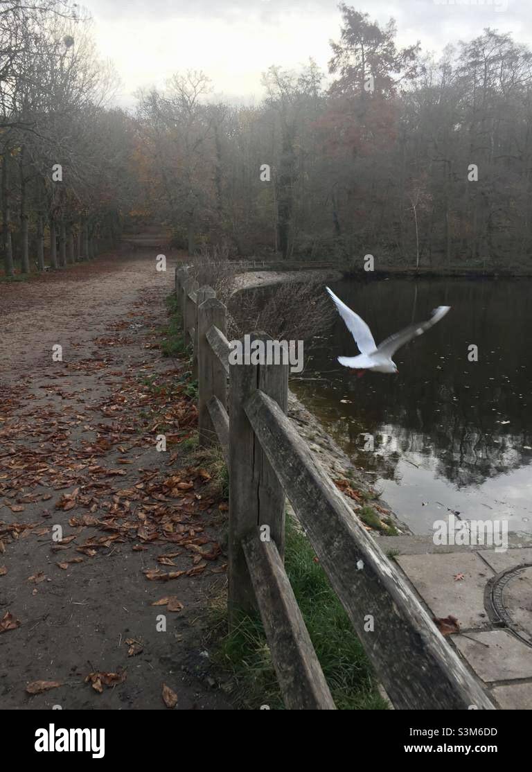 Flug - Smartphone-aufgenommenes Stockfoto