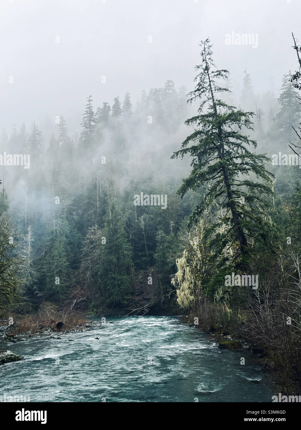 Geheimnisvoller pazifischer Nordwest-Nebel, der über Regenwald und Bergfluss im Olympic National Park, Bundesstaat Washington, rollt - Smartphone-aufgenommenes Stockfoto