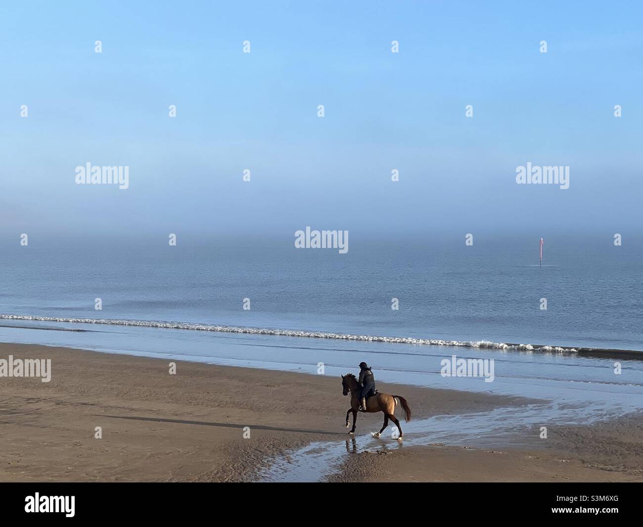 Trainieren eines Pferdes am Strand Stockfoto