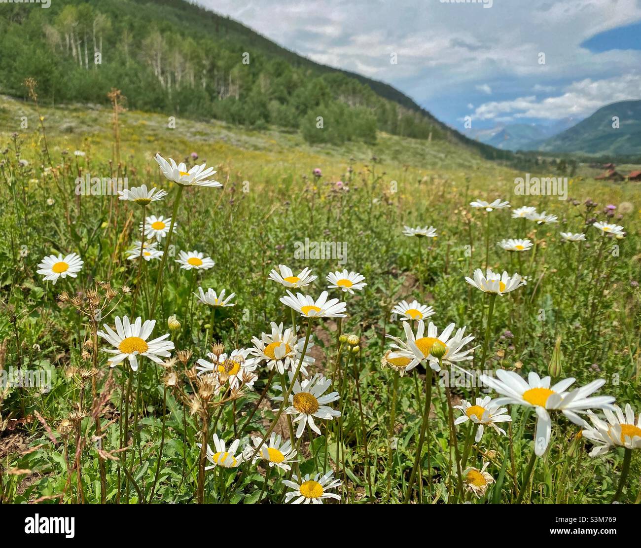 Feld von weißen Wildblumen an einem hellen sonnigen Sommertag in den Rocky Mountains, Colorado, USA. - Smartphone-aufgenommenes Stockfoto