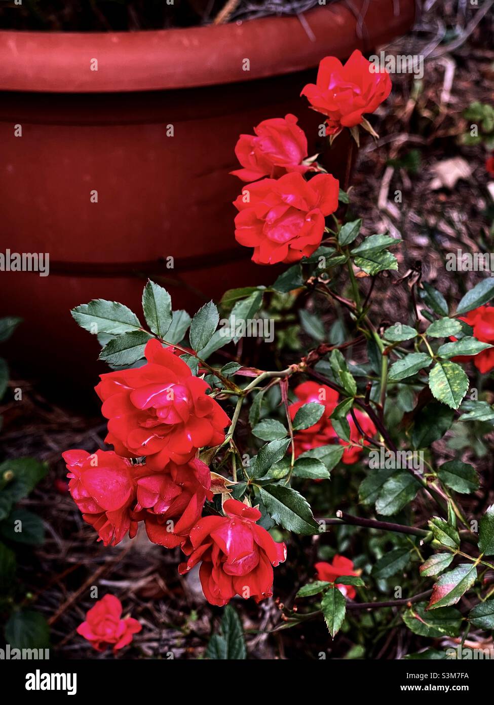 Zierliche rote Rosen blühen im Dezember in einem Garten im Süden der USA. Stockfoto