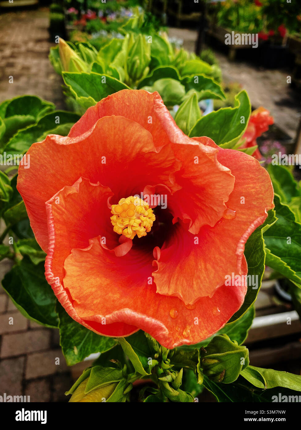 Orange Hibiskusblüte. - Smartphone-aufgenommenes Stockfoto