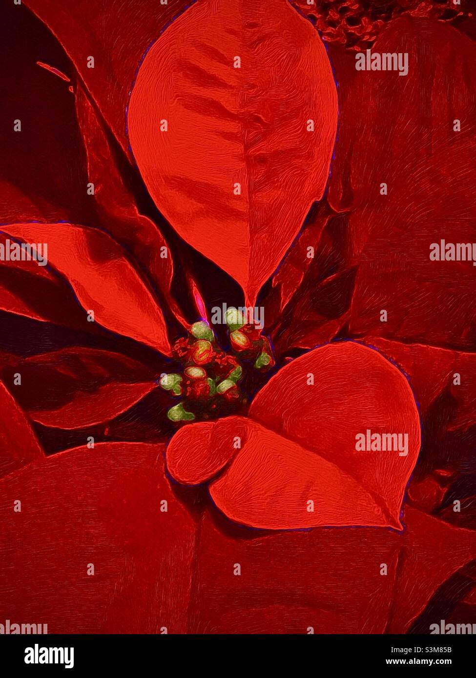 Eine malerische Darstellung einer leuchtend roten Weihnachtsblume, in voller, festlicher Blüte für die Weihnachtszeit. Stockfoto
