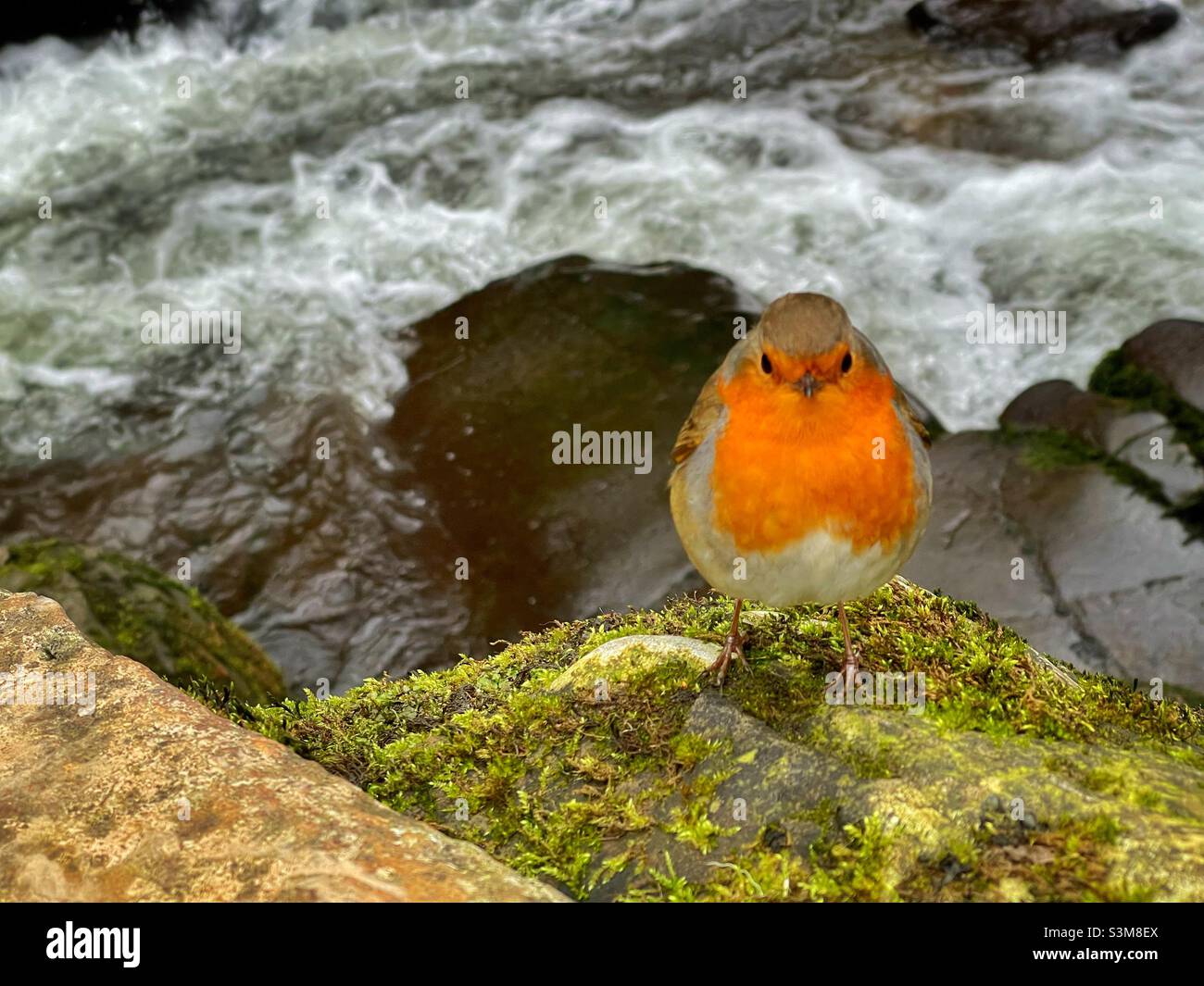 Robin (Erithacus rubecula) in der Nähe des Flusses Mellte, Ystradfellte, Velle of Neath, Dezember. Stockfoto