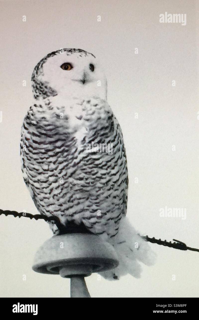 Verschneite Eule, Bubo scandiacus, weiblich, groß, kräftig, Arktis Stockfoto