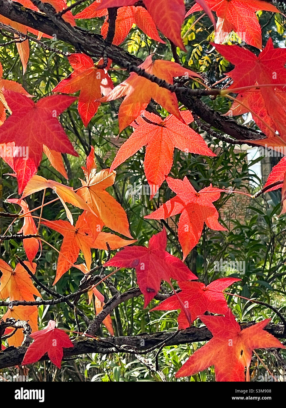 Blätter im Herbst - Smartphone-aufgenommenes Stockfoto