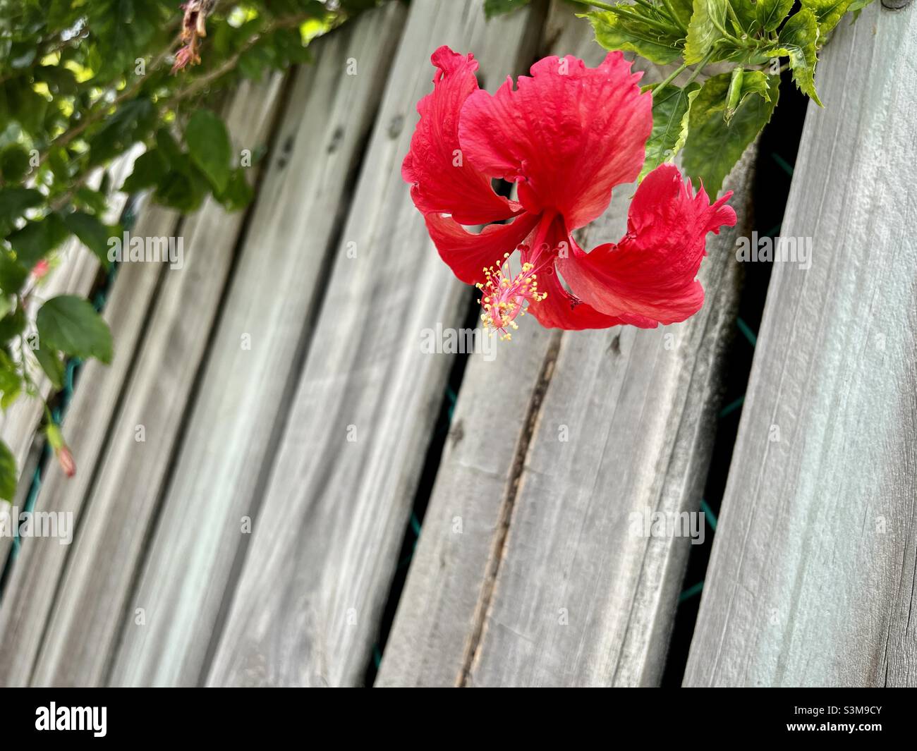 Rote Hibiskus-Hibisceae blühen gegen einen Holzzaun. Stockfoto