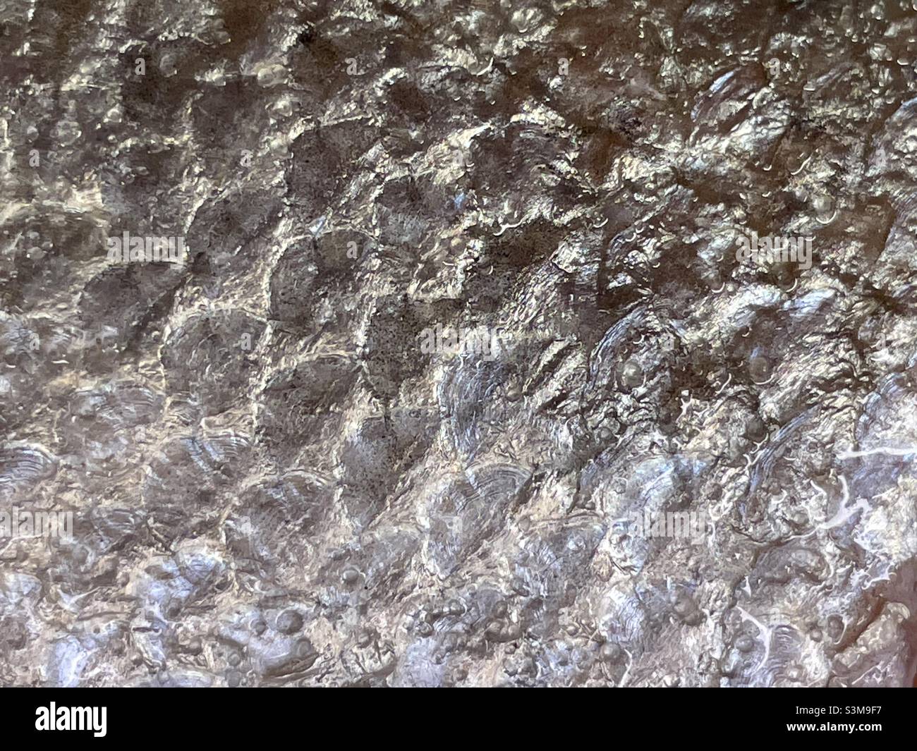 Eine Nahaufnahme von Lachsschuppen Stockfoto