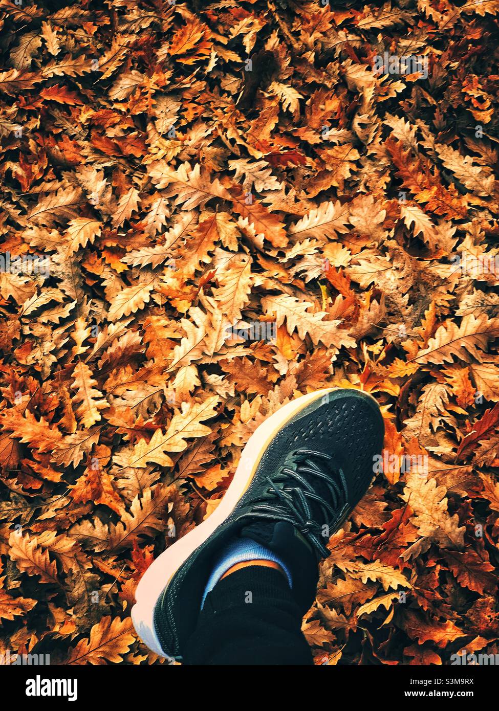Ein Schuh gegen Herbst- und Winterblätter. Stockfoto
