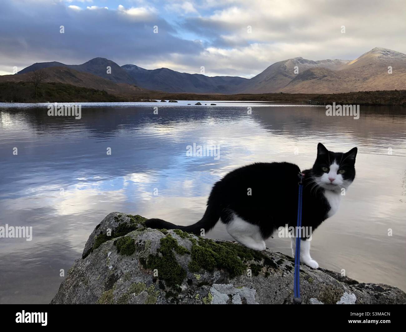 Tuxedo Adventure Cat in Lochan na h-Achlaise Stockfoto