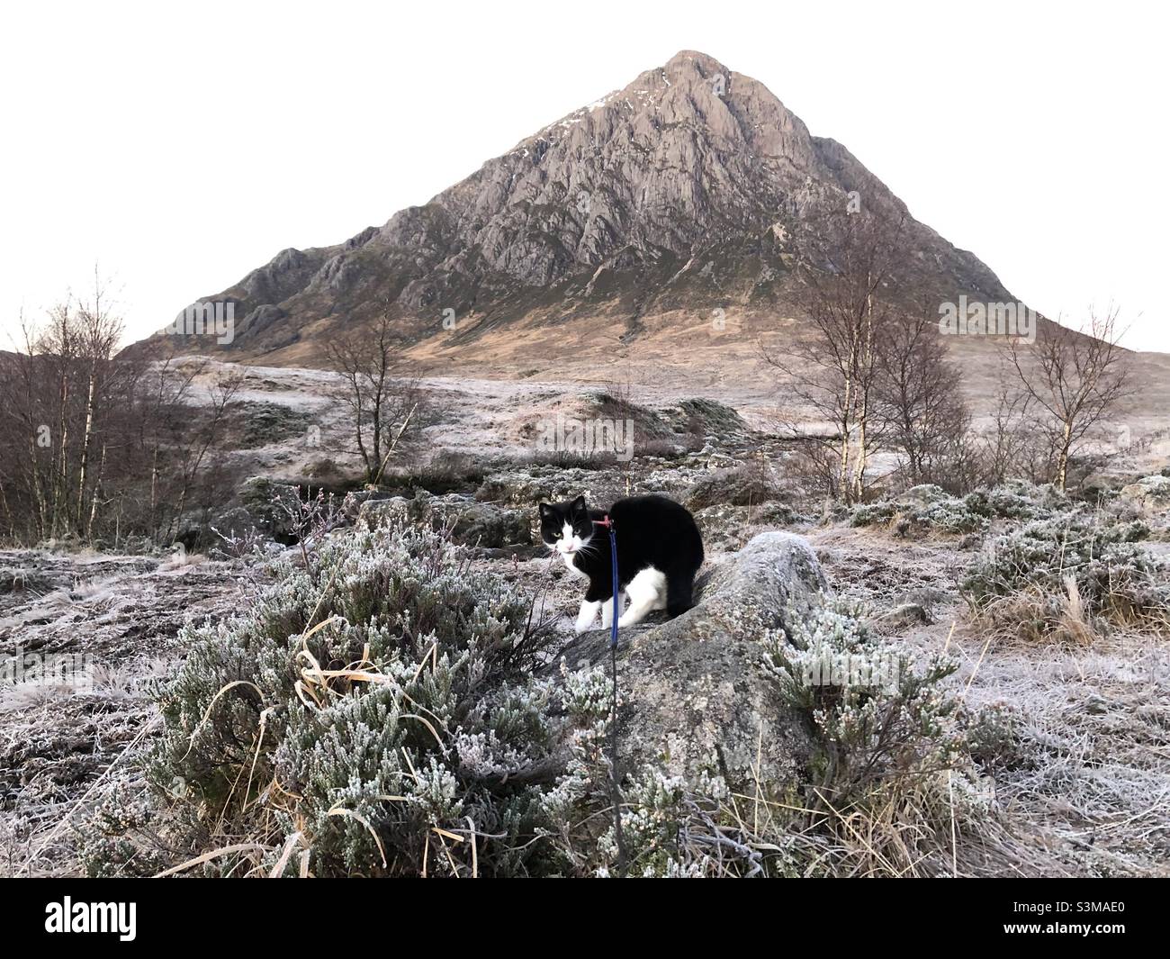 Tuxedo Adventure Cat und eine winterliche Buachaille Stockfoto