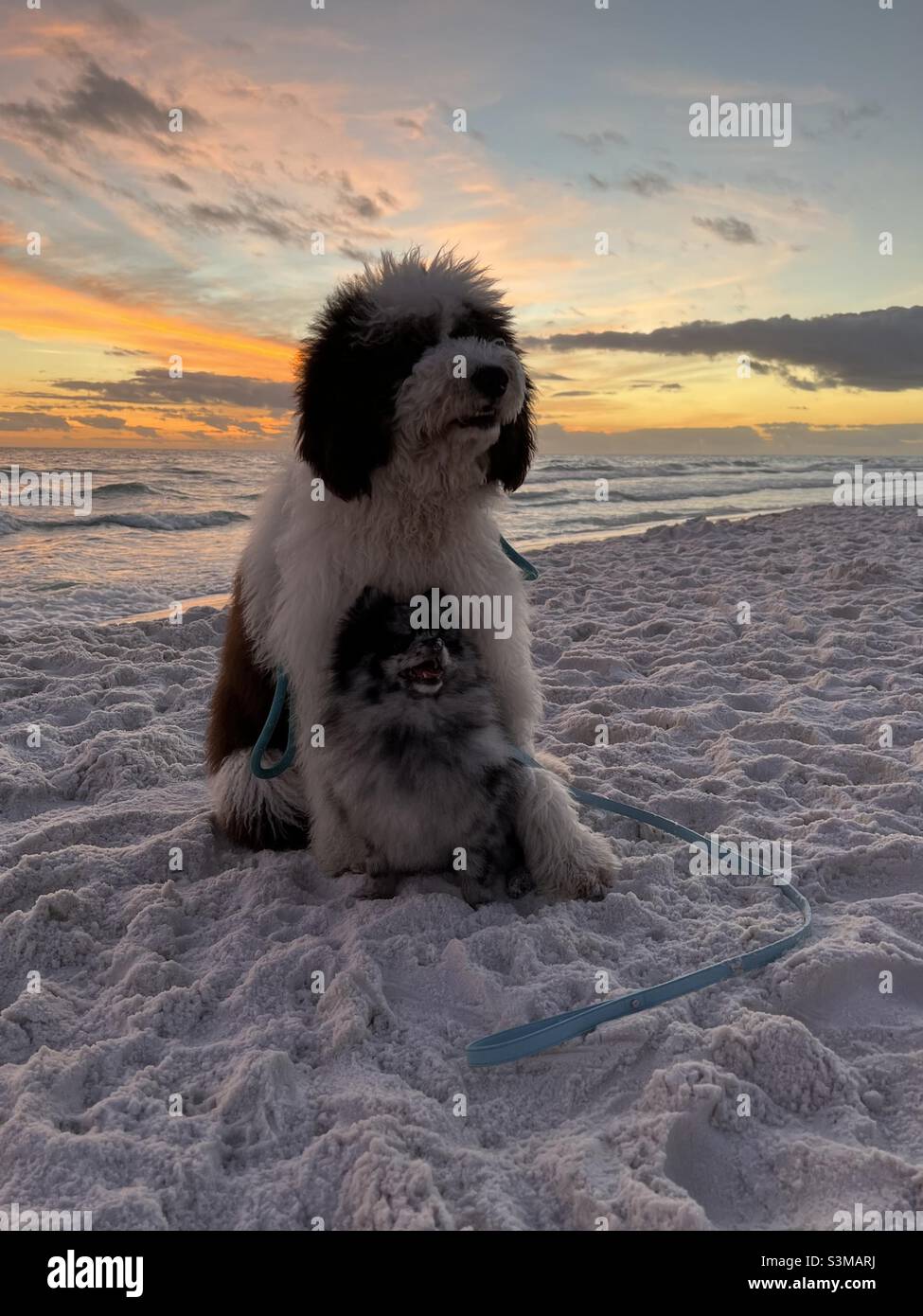 Hunde auf weißem Sandstrand mit Sonnenuntergang Himmel Hintergrund Stockfoto