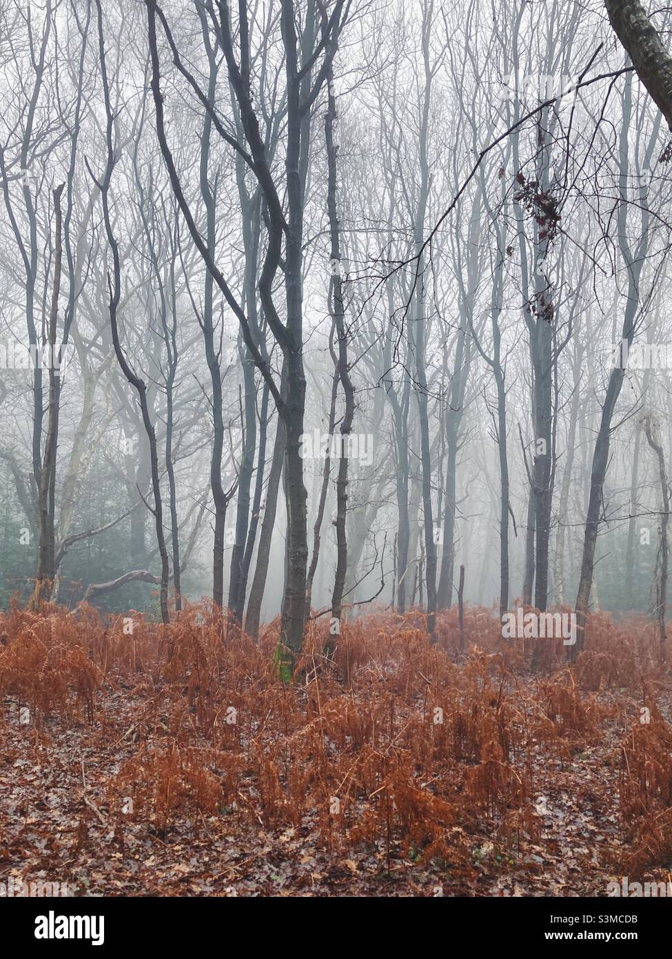 Nebliger Winterwald mit kahlen Bäumen und toten Farnen unten Stockfoto