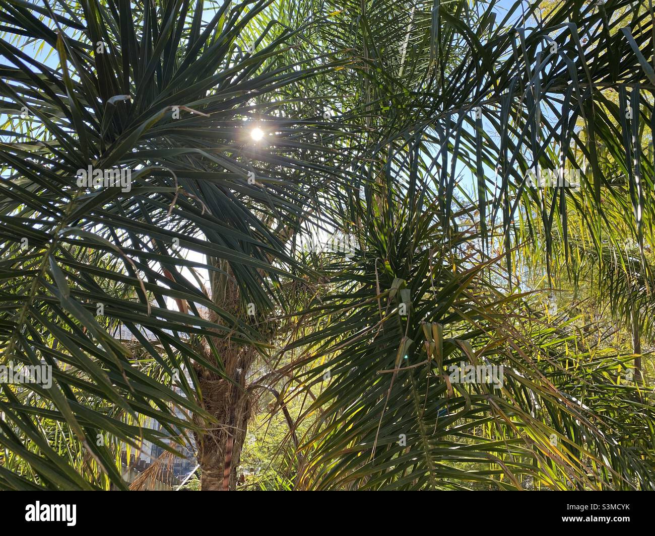 Die Sonne scheint aus der Nähe von Palmenblättern und Baumstamm Stockfoto