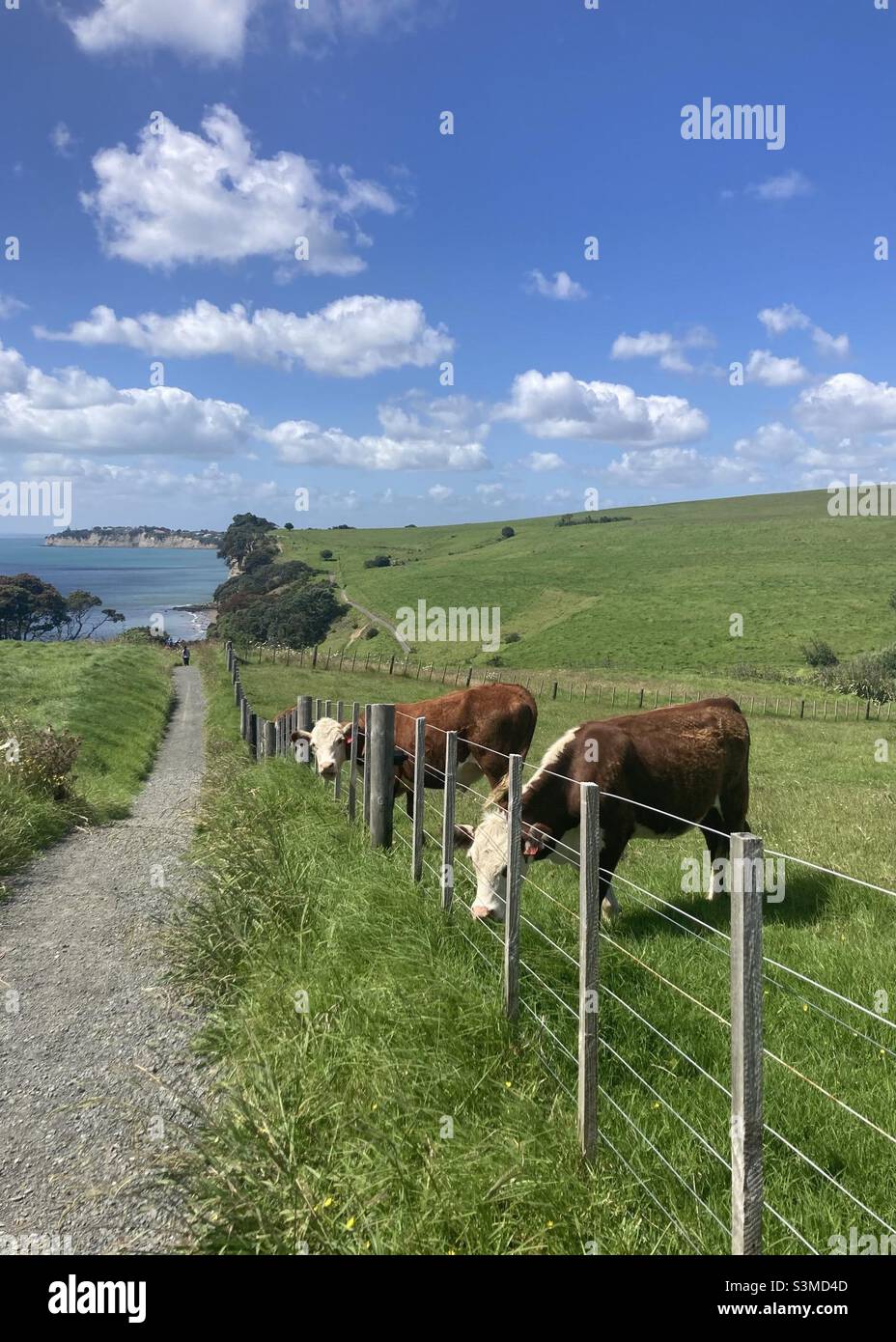 Milchkühe grasen am Long Bay Beach (Neuseeland) Stockfoto