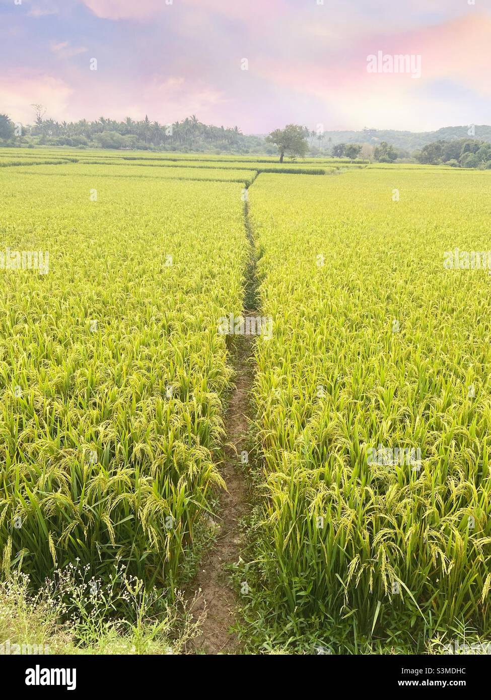 Üppigen grünen Feldern Stockfoto