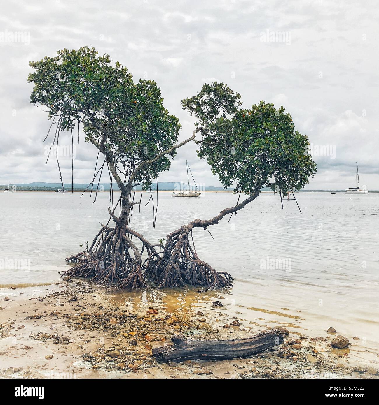 Mangrove Tree Agnes Water 1770 Beach Fraser Coast Queensland Australien Stockfoto