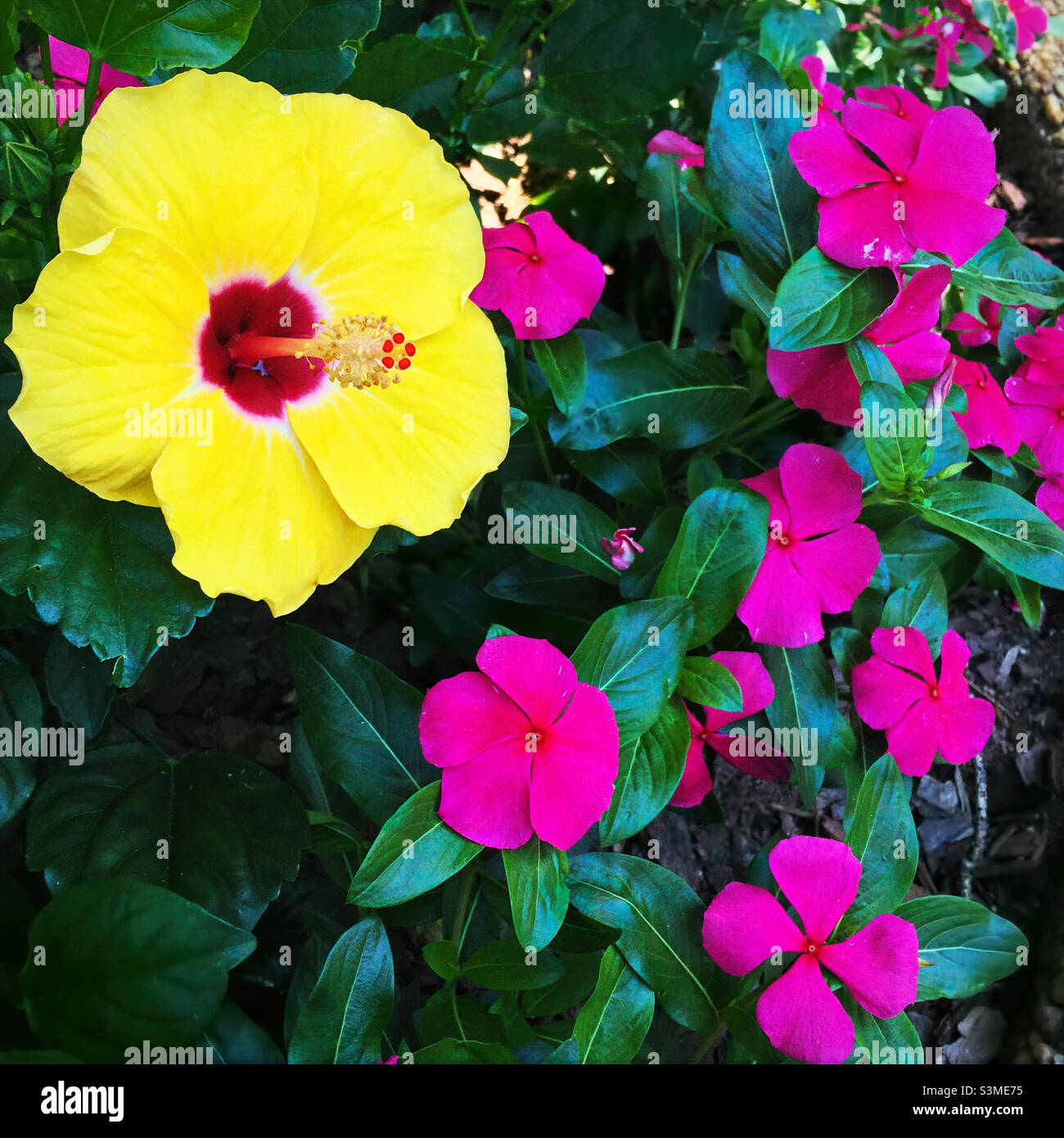 Kräftige Kontrastfarben mit gelben Hibiskus und rosa Impatiens, die nebeneinander wachsen. Stockfoto