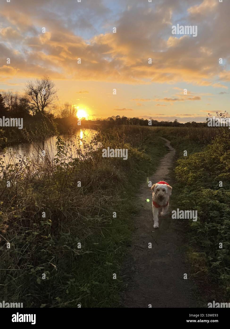 Sonnenuntergang Cockapoo Buzz Reynolds River Ouse Cambridgeshire Stockfoto