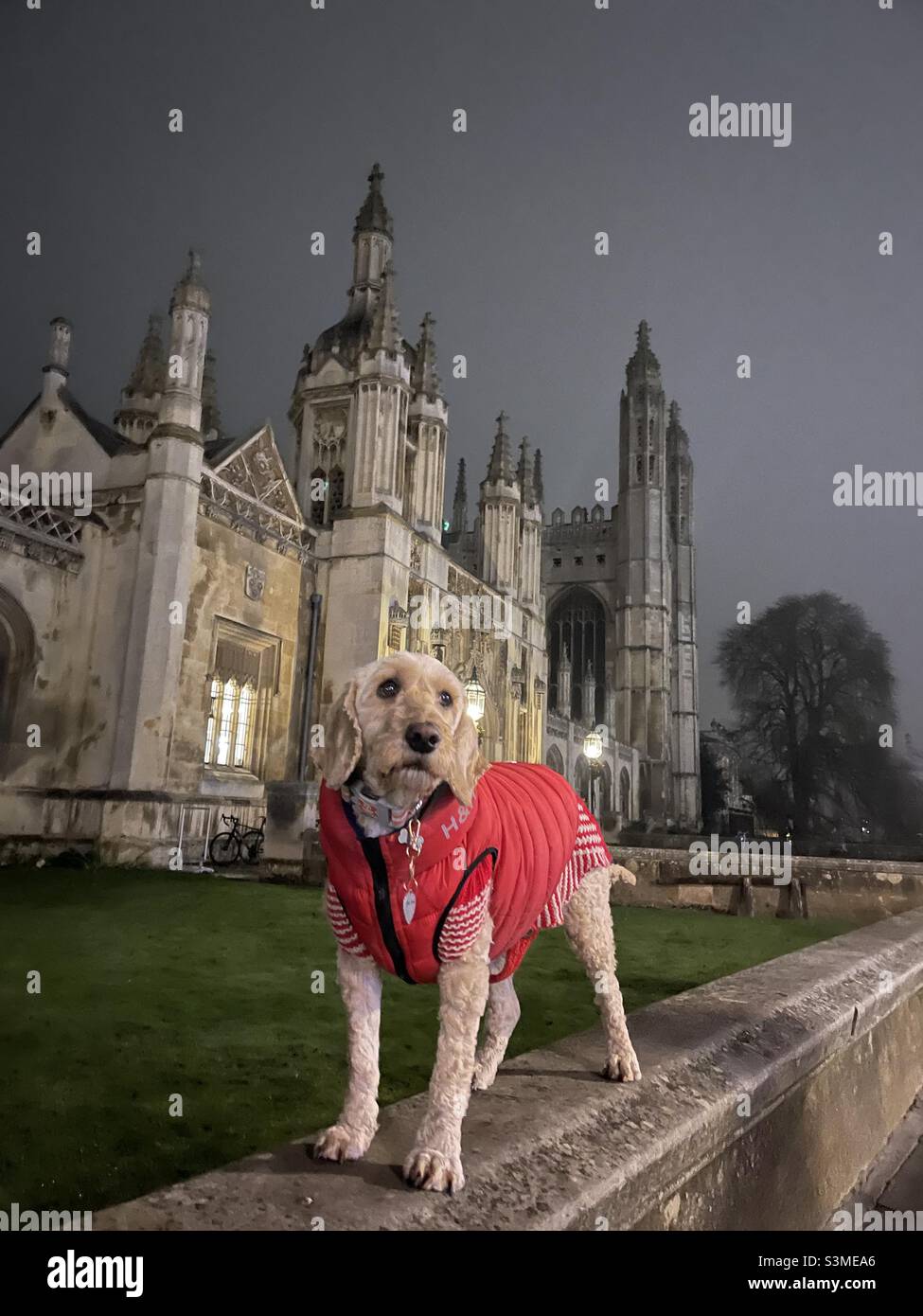 Buzz Reynolds Kings College Cambridge University Cockapoo Stockfoto