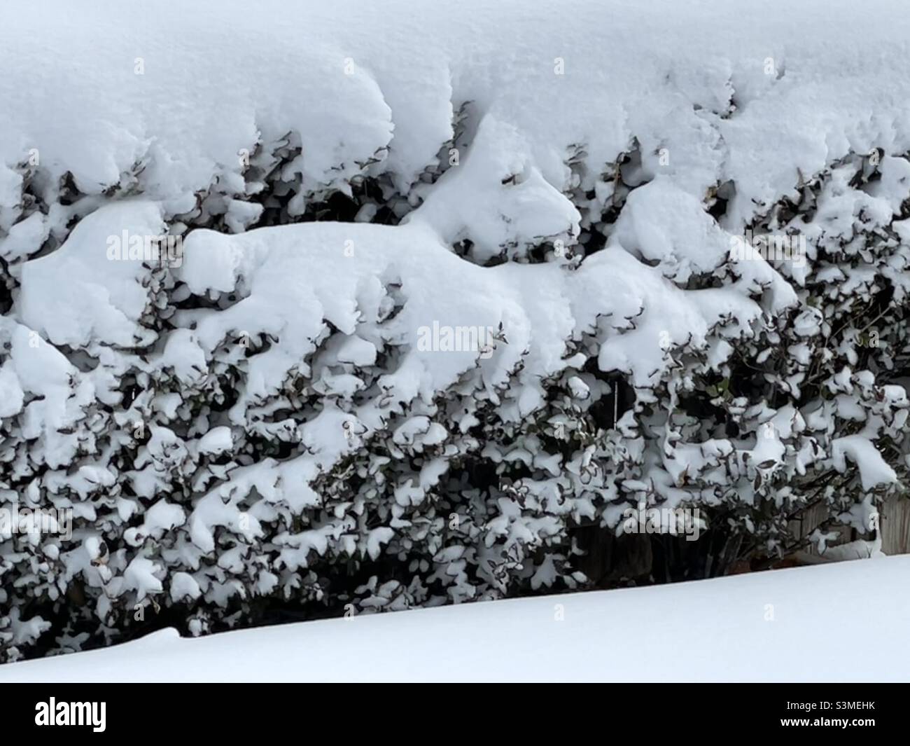 In Utah, USA, ist eine Privathecke entlang eines Grundstücks stark von frischem Schneefall bedeckt. Stockfoto