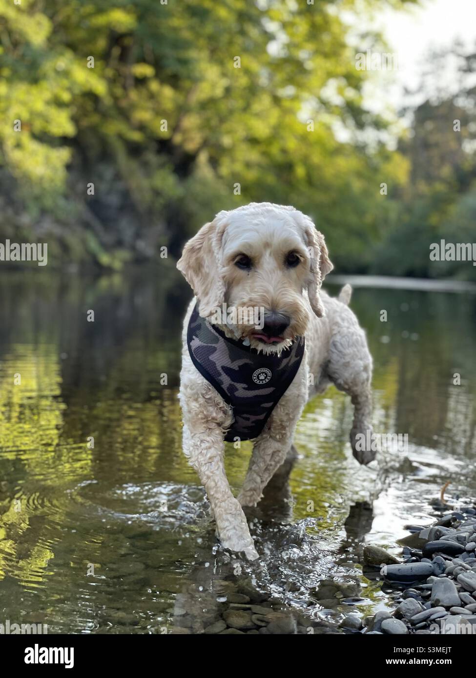 Buzz Reynolds Summer River Wales Süß Stockfoto